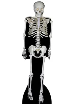 Dekoracja kartonowa SZKIELET