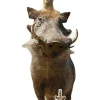 Dekoracja kartonowa TIMON i PUMBA Król Lew